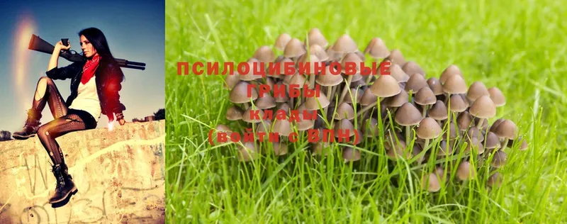 Галлюциногенные грибы Psilocybe  закладки  Елизово 